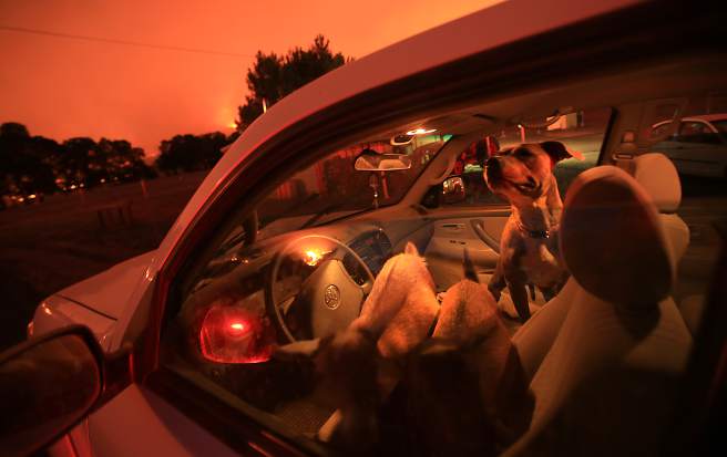 Animals were evacuated too off Morgan Valley Road near Lower Lake during the Rocky Fire, Wednesday evening July 29, 2015. (Kent Porter / Press Democrat) 2015