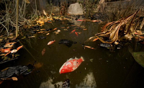 Dead koi fish, at Harbin Hot Springs in Middletown Sunday Sept. 13, 2015. (Kent Porter Press Democrat) 2015