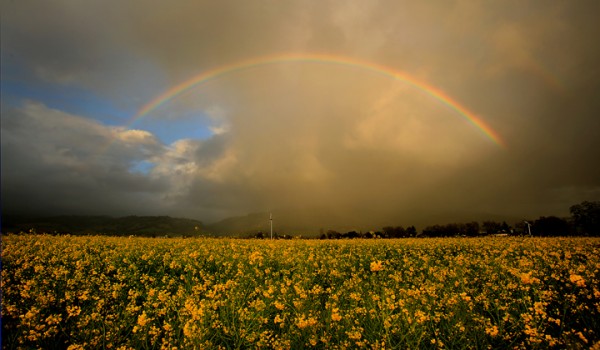 A late season storm produces a rainbow in the Alexander Valley, Thursday Feb. 18, 2016. (Kent Porter/ Press Democrat)