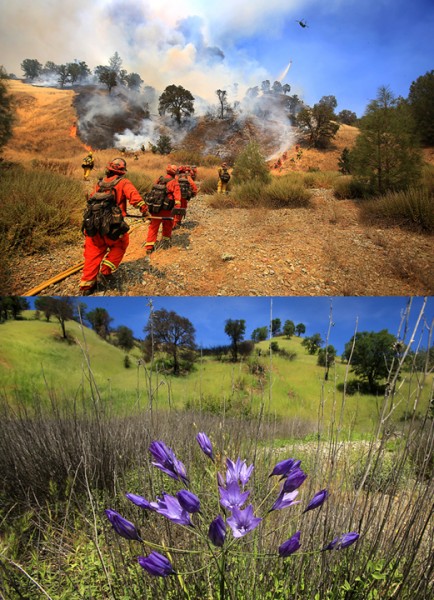 The Rocky fire burned in to August 2015, jumping Highway 20 at one point, sending firefighters scrambling.  On April 15, wildflowers and green grass dominate the same hillside.  (Kent Porter / Press Democrat) 2016