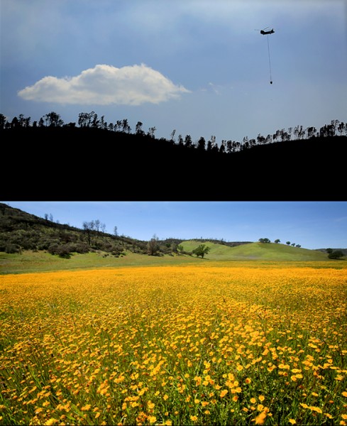 The Rocky fire spread in to Colusa County at the intersection of Highway's 16 and 20.  Now, the valley is carpeted in flowers. (Kent Porter / Press Democrat) 2016. 