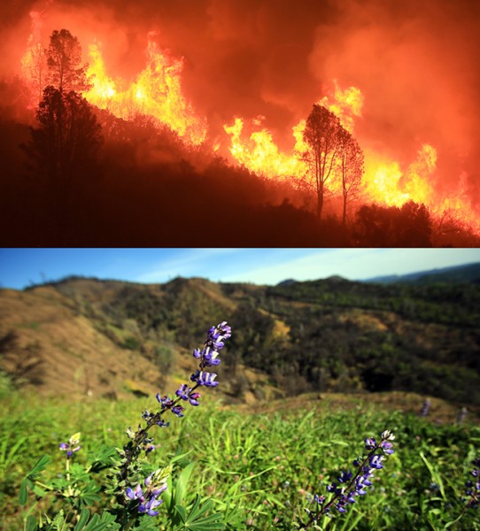 The Rocky Fire on Morgan Valley Road, July, 2015 in Lake County. On April 8, 2016, lupine grows. (Kent Porter / Press Democrat) 2015