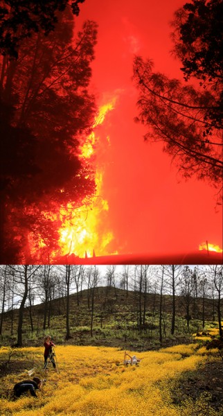 Before: Valley fire Sept. 2015. After: Valley fire April 2016. (Kent Porter / Press Democrat)