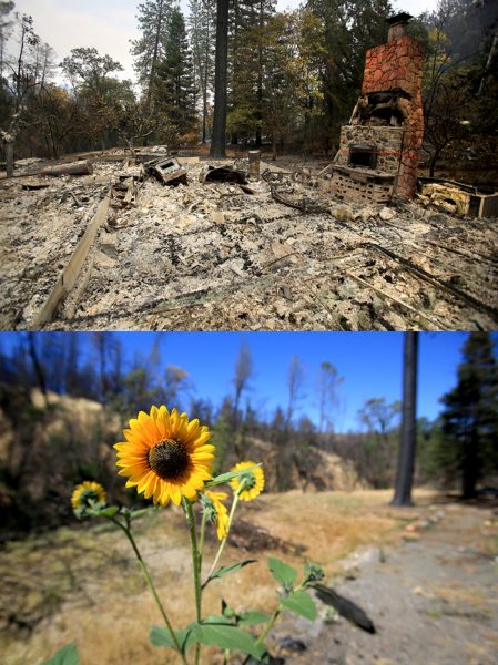 Barbara McWilliams, 72, of Anderson Springs, was discovered Sunday Sept 13, 2015 in her home, a victim of the Valley fire. On Tuesday July 19, 2016 a sunflower grows next to the footprint of the home. (Kent Porter / Press Democrat) 2015