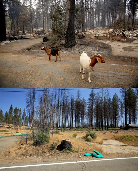 Goats were let out their enclosure in hopes that they would survive the Valley fire in September of 2015, which they did. A year later, the houses and most of the trees are gone on Gifford Springs Road, Tuesday Sept. 6, 2016. (Kent Porter / The Press Democrat) 2016