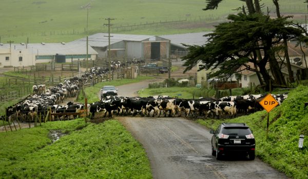 At the historic A Ranch at the Pt. Reyes National Seashore, holstein head to the milking bran, Tuesday March 8, 2016, creating a temporary cow blockade on the road to the lighthouse. (Kent Porter / Press Democrat) 2016