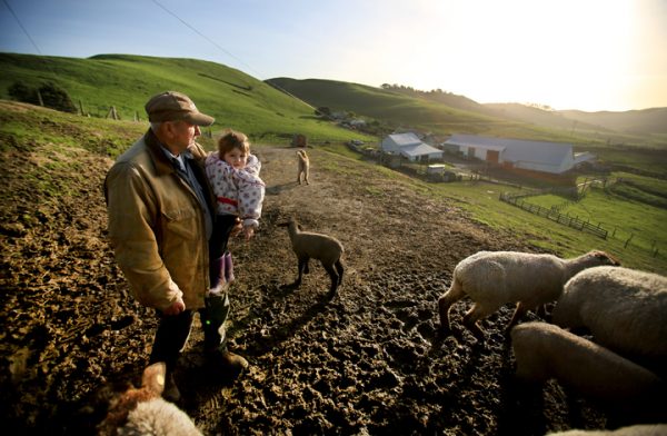 Rich Grossi and his great granddaughter Emma Ferrero take a break from feeding sheep and other livestock at the historic M Ranch in the Pt. Reyes National Seashore, Monday March 14, 2016. (Kent Porter / Press Democrat) 2016